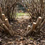 Kako boste s pravilnim spomladanskim obrezovanjem suholetnice potrojili pridelek jagodičevja kako-boste-s-pravilnim-spomladanskim-obrezovanjem-suholetnice-potrojili-pridelek-jagodicevja.png