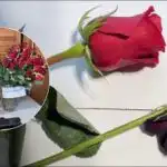 Kako "oživiti" vrtnice v štirih urah: trik, ki ga poznajo