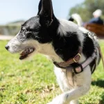 Kako razumeti, da je pes nesrečen in živčen: kinologi so poimenovali 4 ključne znake kako-razumeti-da-je-pes-nesrecen-in-zivcen-kinologi-so.webp.webp