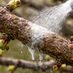 Kako rešiti svoj najljubši vrt pred spomladansko invazijo škodljivcev lupinarjev brez nepotrebnih kemikalij kako-resiti-svoj-najljubsi-vrt-pred-spomladansko-invazijo-skodljivcev-lupinarjev.png