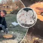 Kako se hitro in trajno znebiti drevesnega debla na parceli - trije preprosti načini Kako se hitro in trajno znebiti drevesnega debla na parceli