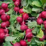 Kako se izogniti napakam pri gojenju redkvic: najpomembneje je ujeti