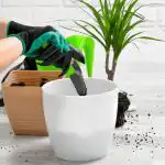 Kako skrbeti za draceno v aprilu: 5 korakov za bujno