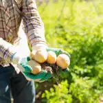 Kam posaditi krompir na zelenjavnem vrtu: pridelek bo tudi brez