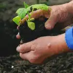 Kdaj in kaj posaditi na zelenjavnem vrtu: ljudska znamenja o