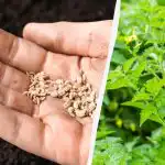 Kdaj posaditi paradižnik v aprilu: datumi po luninem koledarju 2026