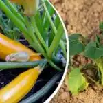 Kdaj saditi bučke na prosto v letu 2026: natančni datumi