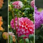 Kdaj saditi dalije v Ukrajini: časovni razpored in idealne sorte