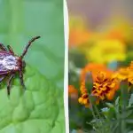 Klopi bodo pobegnili z vašega vrta, če posadite te rože