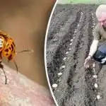 Koloradski hrošč se ne bo približal: kaj posaditi poleg krompirja