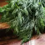 Koper bo zelo dolgo ostal svež: kako pravilno shraniti zelišča v hladilniku Koper bo zelo dolgo ostal svež: kako pravilno shraniti zelišča