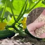 Kumare bodo vzklile kot na kvasu: pri sajenju v luknjo