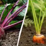 Le 6 dni v aprilu je primernih za sajenje korenja