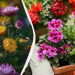 Lepo rastejo v senci skoraj brez vzdrževanja: 5 čudovitih trajnic