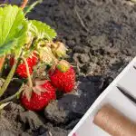 Ljudje pri negi jagod ves čas delajo te napake: kako