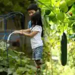 Majhne gredice - velik pridelek: kako učinkovito izkoristiti vsak centimeter