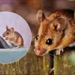 Miši bodo pobegnile, ne da bi se ozrle nazaj: preprost