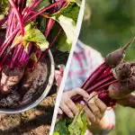 Mnogi vrtnarji to storijo prezgodaj: kdaj in kako posaditi rdečo