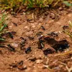 Mravlje bi hodile po parceli, dokler ne bi razpršile tega