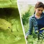 Mšicam se ne bomo približali: najcenejše in najučinkovitejše ljudsko zdravilo