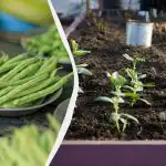 Najboljši "sosedje" fižola: 11 vrtnin, ki jih lahko posadite druga