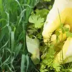 naše krajanka našla način, kako se popolnoma znebiti pšenične trave