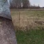 naše krajanka pokaže, kako se za vedno znebiti pšenične trave