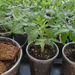 Navaden kruh bo iz zakrnelih sadik v nekaj dneh naredil mogočne grme. navaden-kruh-bo-iz-zakrnelih-sadik-v-nekaj-dneh-naredil.png