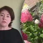 Ne hitite z gnojenjem: kdaj gnojiti hortenzije, da ne izgubite