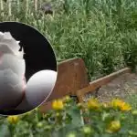 Ne mečite jajčnih lupin: skrivnost obilnega pridelka, ki se ohrani