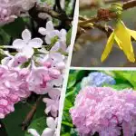 Ne smejo cveteti: vrtnarji so poimenovali 12 rastlin, ki jih spomladi ne smete obrezovati Ne smejo cveteti: vrtnarji so poimenovali 12 rastlin, ki jih