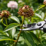 Obrezovanje pivonik spomladi po cvetenju zagotavlja bujne brste v naslednji sezoni obrezovanje-pivonik-spomladi-po-cvetenju-zagotavlja-bujne-brste-v-naslednji.png