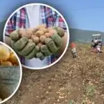 Oskrba je na voljo, a krompir je majhen: strokovnjak pove,