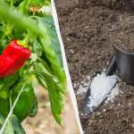 Paprika se bo ukoreninila v manj kot tednu dni: kakšno