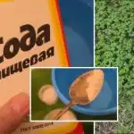 Plevel bo za vedno izginil: preprosta kuhinjska rešitev, ki deluje