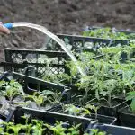 Po obiranju je treba paradižnik pognojiti: 3 domača gnojila za