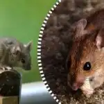 Podgane in miši za vedno iz vrta: Katera naravna sredstva