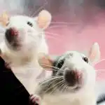 Podgane se bojijo enega izdelka: enostaven način, kako glodavce "prositi",