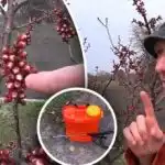 Pomembno je, da ne zamudite trenutka: kdaj zdraviti kamnita drevesa