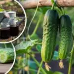 Pozabite na grenke kumare: strokovnjak navaja preprosto pravilo za sladko