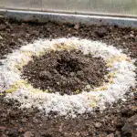 Preprost način, kako spomladi za vedno pregnati mravlje iz rastlinjaka brez škodljivih kemikalij preprost-nacin-kako-spomladi-za-vedno-pregnati-mravlje-iz-rastlinjaka.png