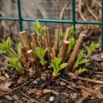 Preprosta skrivnost spomladanskega obrezovanja clematisov za bujno cvetenje preprosta-skrivnost-spomladanskega-obrezovanja-clematisov-za-bujno-cvetenje.png