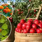 Pridelek se bo pomnožil: kaj je najbolje posaditi okoli jablan