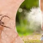 Pršice jih ne prenašajo: katere rastline lahko posadite aprila za zaščito Pršice jih ne prenašajo: katere rastline lahko posadite aprila za