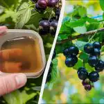 Prvo gnojilo za ribez je treba uporabiti pred veliko nočjo: