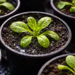 Reševanje sadik petunje pred odmrtjem po pikiranju v enem dnevu resevanje-sadik-petunje-pred-odmrtjem-po-pikiranju-v-enem-dnevu.png