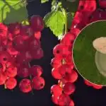 Ribez bo velik kot češnje: kaj dati pod grm aprila