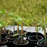 Sadike paradižnika bodo močne brez nakupovalne "kemije": kaj dodati vodi pri zalivanju Sadike paradižnika bodo močne brez nakupovalne "kemije": kaj dodati vodi