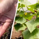 Setev kumar na odprtem terenu: najbolj produktivni dnevi leta 2026