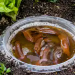 Skrita grožnja pridelkom, saj bodo spomladanske pasti za vedno preprečile, da bi se polži izognili vašim gredicam skrita-groznja-pridelkom-saj-bodo-spomladanske-pasti-za-vedno-preprecile.png